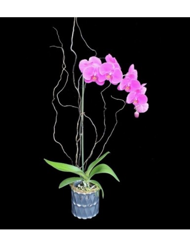 Phalaenopsis Clásica