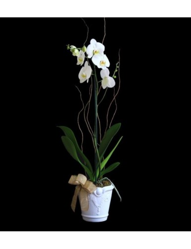 La exquisita Orquídea