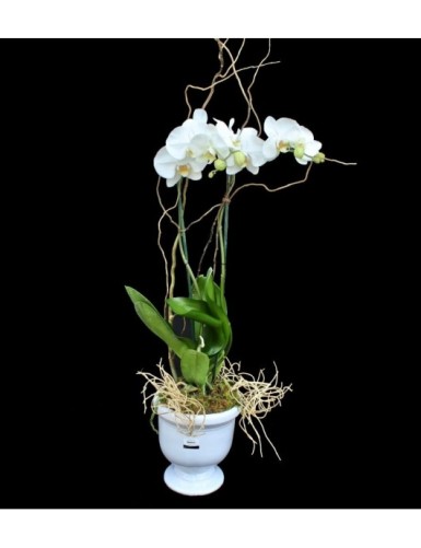 Phalaenopsis doble