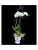 Phalaenopsis doble