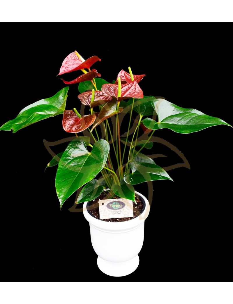 Anthurium