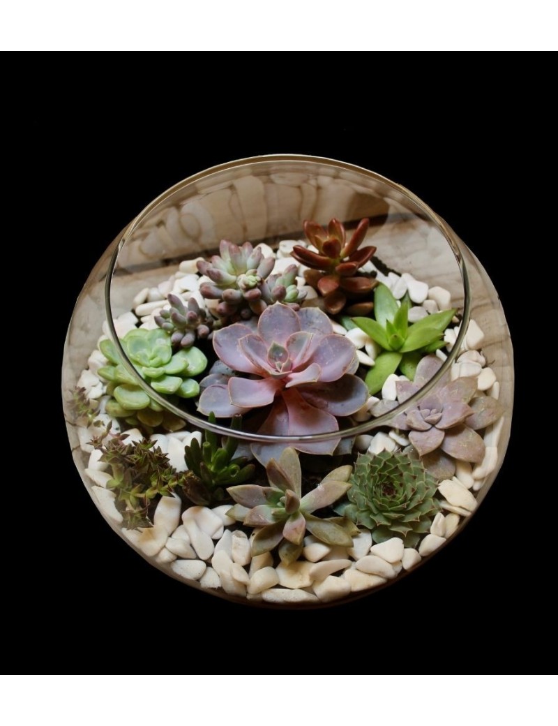 Terrarium