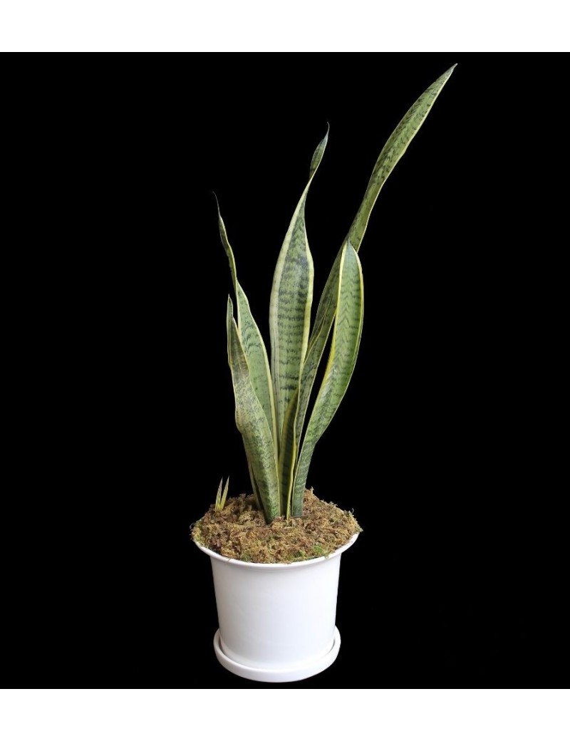 ESPADAS DE SAN MIGUEL - Sansevieria genus