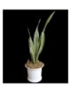 Swords of San Miguel - Sansevieria genus