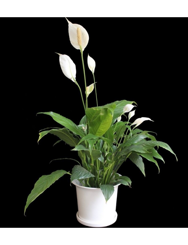 CUNA DE MOISES - Spathiphyllum wallisii