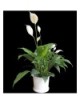 CUNA DE MOISES - Spathiphyllum wallisii