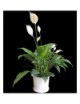 PEACE LILY - Spathiphyllum wallisii