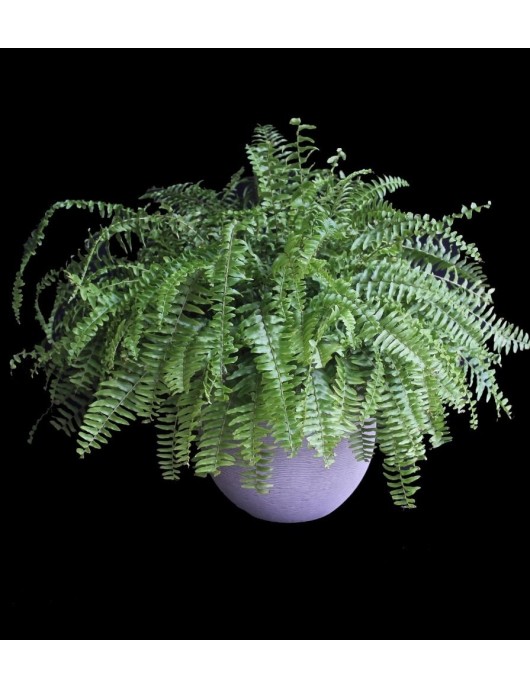 Boston Fern