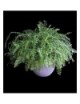 Boston Fern