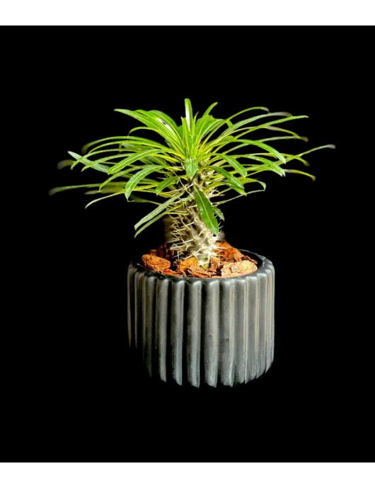 Pachypodium en maceta negra