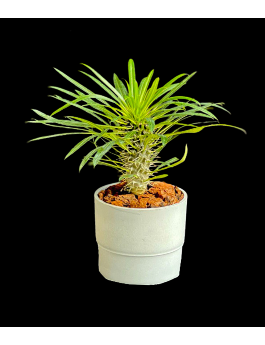 Pachypodium en maceta gris