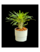 Pachypodium en maceta gris