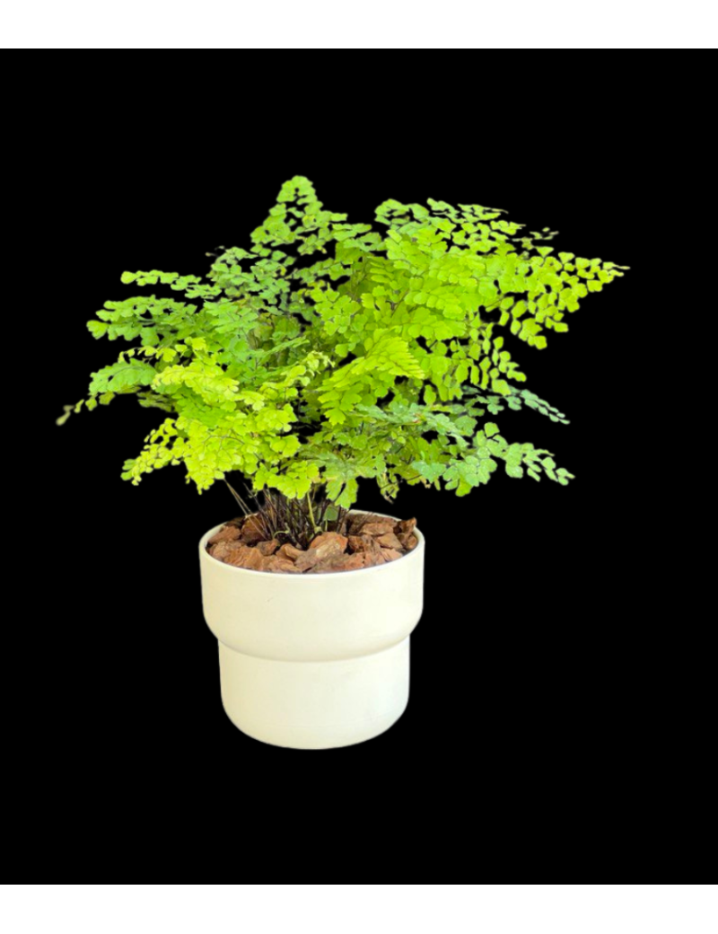 Helecho Adiantum