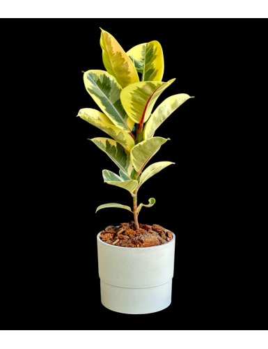 Planta de Caucho/Hule - Ficus Elástica