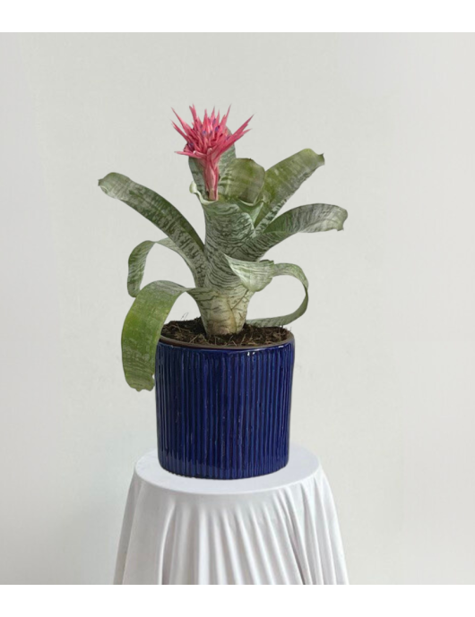 Bromelia en maceta