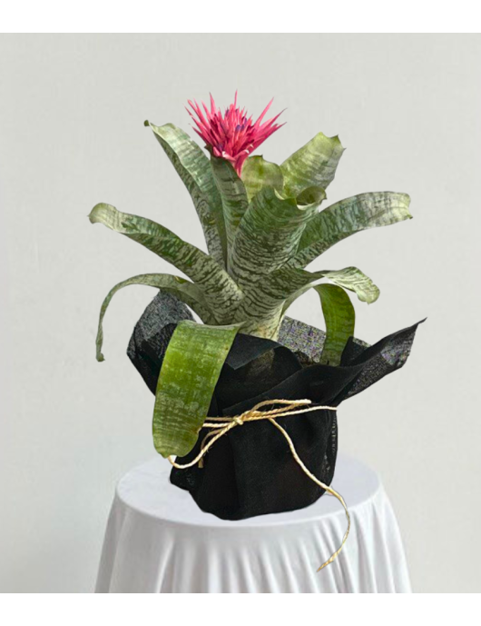 Bromelia en yute