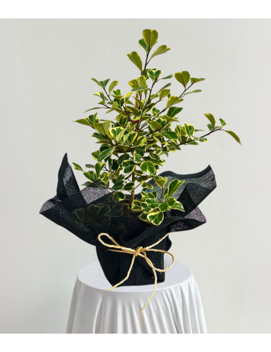 Ficus triangularis en yute