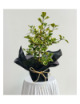 Ficus triangularis en yute